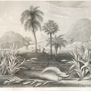 Very Rare - Cereal field and rooster - Original Print out of &quot;A History of the Vegetable Kingdom&quot; 1862 William Rhind