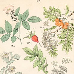 Serbal, peral, níspero, reina de los prados, hiedra, rosa vellosa: Lámina original de "Pflanzen-Atlas", Hoffman 1883