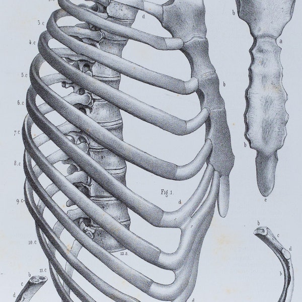 Thorax Ribs cage anatomy - RARE ORIGINAL PRINT from Atlas d'Anatomie descriptive du corps humain C. Bonamy - Paris 1866