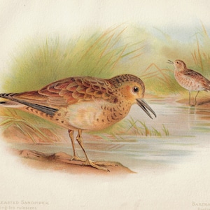 Pode incluir: Uma ilustração vintage de um Maçarico-de-peito-canela e um Maçarico-de-Bartram. O Maçarico-de-peito-canela é castanho e branco com um bico longo. O Maçarico-de-Bartram é castanho e branco com um bico mais curto. Ambos os pássaros estão em pé numa poça de água rasa com juncos verdes em fundo. A ilustração é de um livro intitulado "Game Birds and Wild Fowl of the British Islands."