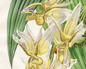 Flowers: radiating stanhopea orchid - Rare plate 1864 - Hand colored original, Original Print