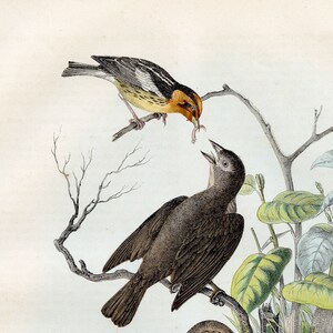 May include: A vintage illustration depicting four birds perched on branches. The birds are a yellow and black bird, a brown bird, a blue and brown bird, and a brown bird with a long tail. The birds are surrounded by green leaves and branches.