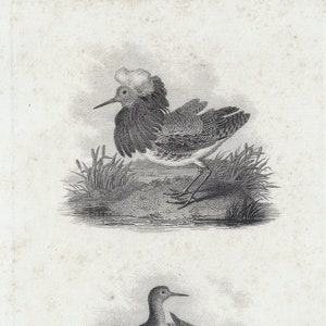 Ruffs & Reeve - Original lithography out of &quot;Rural Sports&quot; 1813 by Daniel William Barker