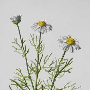 Scentless Mayweed - Rare/Original botanical lithograph color print 1880