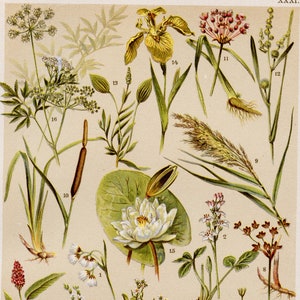 Marsh and Water Plants - Original Chromolithograph 1900