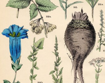 Lesser honeywort, viper’s bugloss, elm of the plains, beet, trumpet gentian, centaury : Original plate from "Pflanzen-Atlas, Hoffman 1883