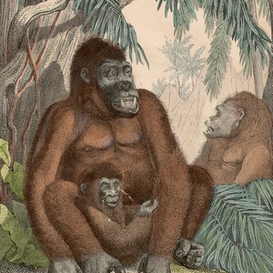 Gorilla Family - VERY RARE - Original lithography out of &quot;Book of the World&quot;