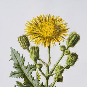 Corn Sowthistle    - Rare/Original botanical lithograph color print 1880