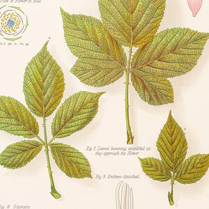 Puede incluir: Una ilustración botánica vintage de una planta de zarza, que muestra el tallo espinoso, las hojas, la flor y el fruto. La ilustración está etiquetada con los nombres científicos y las descripciones de cada parte de la planta.