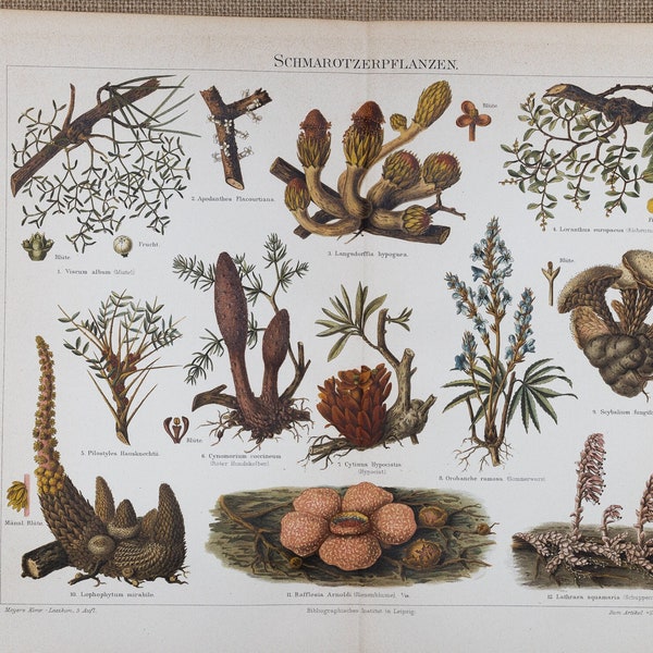 Parasitic plants - Original color lithography from Meyers Lexikon 1897