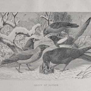 1898 Group of Ravens - Original lithography out of &quot;Animate Creation: Our Living World&quot; - Selmar Hess