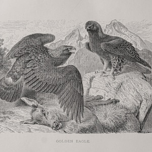 1898 Golden Eagle - Original lithography out of &quot;Animate Creation: Our Living World&quot; - Selmar Hess