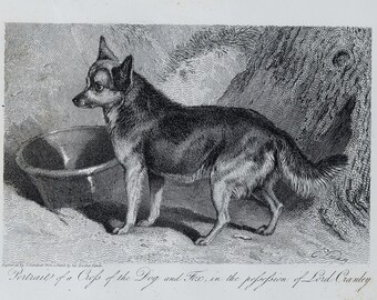 DOG and FOX mix - Original out of Engravings of Lions, Tigers, Panthers, Leopards, Dogs, - Sir Edwin Landseer - London 1853