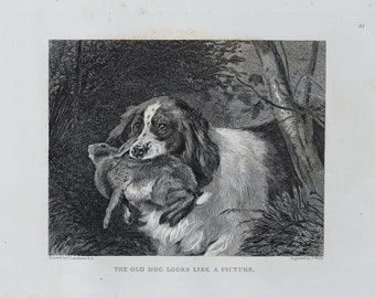 Old dog hunting rabbit - Original out of Engravings of Lions, Tigers, Panthers, Leopards, Dogs, - Sir Edwin Landseer - London 1853