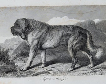 Alpine Mastiff - Original out of Engravings of Lions, Tigers, Panthers, Leopards, Dogs, - Sir Edwin Landseer - London 1853