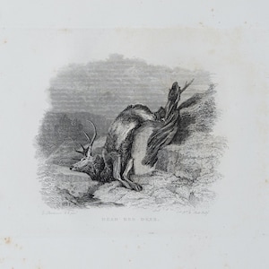 DEAD RED DEER - Original out of Engravings of Lions, Tigers, Panthers, Leopards, Dogs, - Sir Edwin Landseer - London 185