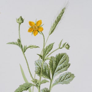 Common Avens and Meadow Barley  - Rare/Original botanical lithograph color print 1880