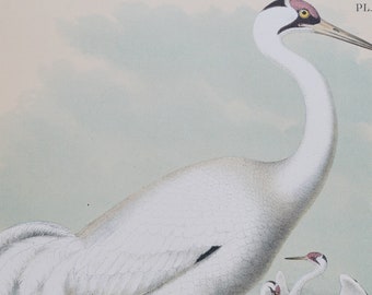 The White or Whooping Crane . Original Print Chromolithograph 1878 . Big size real lithograph . Over 11x14 inches . 145 years old!