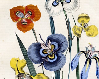 Flowers: Herbertia, Cypella, Phalocallis - Rare plate from "Book of the World - 1859" - Hand colored original