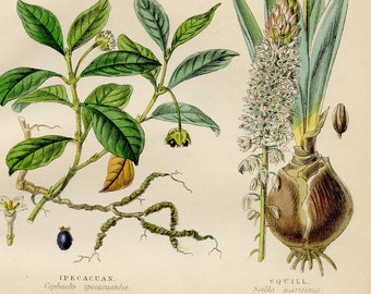 1857 Original Botanical Print showing Medicinal Plants: Ipecuacan, Squill, Sarsaparrilla, Copaiba