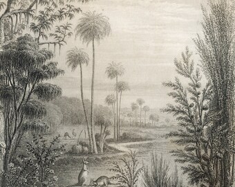 Very Rare - Australian trees and shrubs - Kangaroo - Original Print out of "A History of the Vegetable Kingdom" 1862 William Rhind