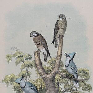 1878 Blue Jay Print, Sparrow Hawk . Original Print Chromolithograph . Big size real lithograph . Over 11x14 inches . 145 years old!