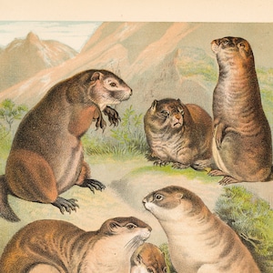 Murmeltier, Präriehund, Babac, Murmeltier - Original Litho aus "Johnson's Book" 1880 - Sehr selten!