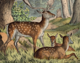 1858 European fallow deer - Rare plate - Hand colored original, Old Original Print, scarce!
