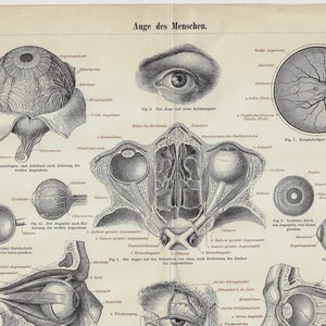 Eye of a Man - Original color lithography from Meyers Lexikon 1897