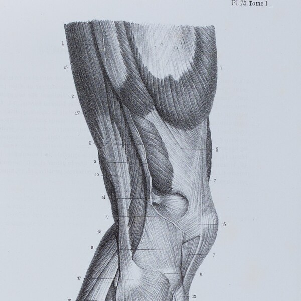 External Knee Muscles - RARE ORIGINAL PRINT from Atlas d'Anatomie descriptive du corps humain C. Bonamy - Paris 1866