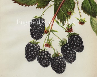 Eldorado Raspberry - ORIGINAL PRINT out of the book "Yearbook of the U.S. Department of Agriculture” 1892