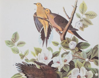 MOURNING DOVE - Vintage print from "John James Audubon Birds of America" 1941 Edition