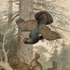 Grouse - VERY RARE - Original lithography out of &quot;Das Buck der Welt&quot; 1868