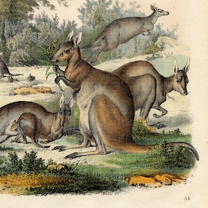 1857 Kangaroos - VERY RARE - Original hand colored plate out of &quot;Book of the World&quot;
