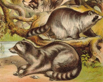 Kinkajou, Panda, coati, raccoon, agouara - Original Litho from "Johnson's Household Book" 1880 - Very Rare!