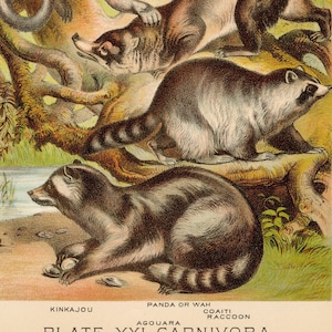 1880 - Kinkajou, Panda, coati, raccoon, agouara - Original Litho from &quot;Johnson&#39;s Household Book&quot; Very Rare!