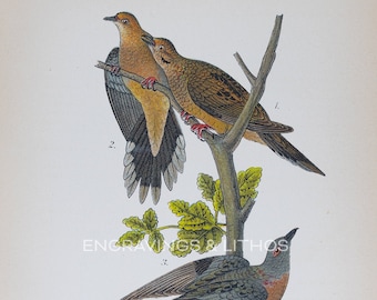 WILD PIGEON DOVE - Original color lithography from Report on the Birds of Pennsylvania by B.H.Warren M.D. 1890