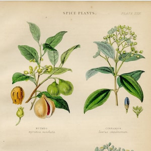 May include: An illustration of four spice plants: nutmeg, cinnamon, clove, and allspice. The plants are depicted with their leaves, flowers, and fruits. The illustration is from a vintage book and includes the scientific names for each plant.