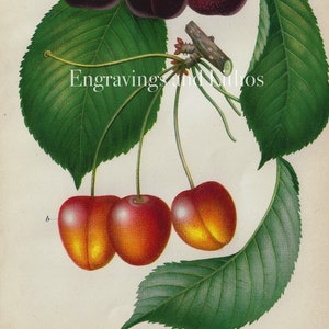 Bing and Napoléon Cherry - ORIGINAL PRINT out of the book &quot;Yearbook of the U.S. Department of Agriculture” 1892