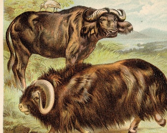 1880 - Musk Ox, Cape Buffalo, Yak - Original Litho From 