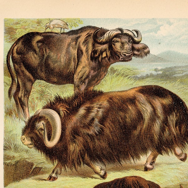 Musk Ox, Cape Buffalo, Yak - Original Litho from "Johnson's Household Book" 1880 - Very Rare!