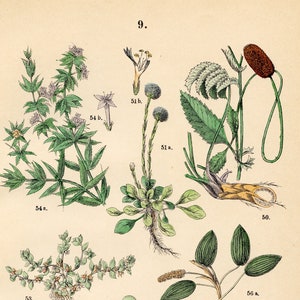 Great burnet, globe daisy, water caltrop, chaffweed, blue madder, english holly, pondweed: original plate from &quot;Pflanzen-Atlas, Hoffman 1883