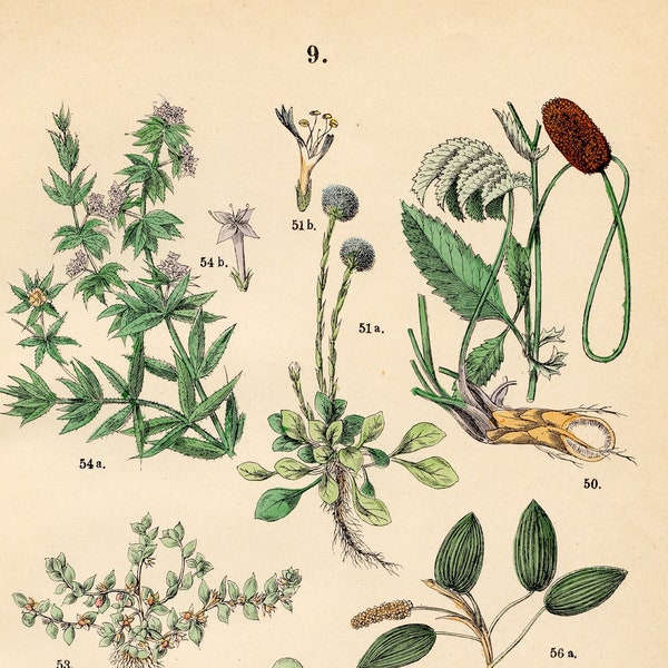 Great burnet, globe daisy, water caltrop, chaffweed, blue madder, english holly, pondweed: original plate from "Pflanzen-Atlas, Hoffman 1883