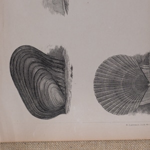 Conchology, shells - Very rare - Original lithography out of &quot;American Squadron to the China Seas and Japan&quot; 1856