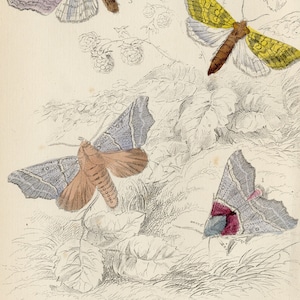 Herald moth, Mottled orange moth and angledshades moth- Rare Hand-colored from &quot;The Naturalist&#39;s Library&quot; by Jardine Entomology / Moths 1840