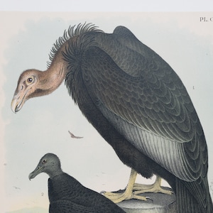 1878 California Condor, Turkey Buzzard, and Carrion Crow . Original Print . Big size real lithograph . Over 11x14 inches . 145 years old!