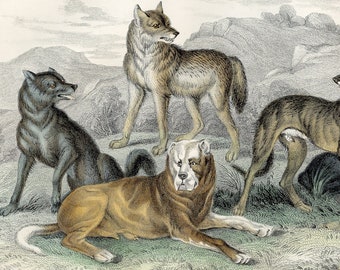 Five different specimen of dogs, domesticated and wild  - Original from  "A History of the Earth, and Animated Nature" Oliver Goldsmith 1872