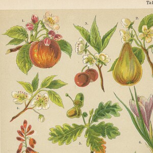 Apple, Pear, Plum, Oak, Saffron, Aloe, Walnut /  chromolithograph - Rare/Original from Natural history for the Youth by Franz Strakle