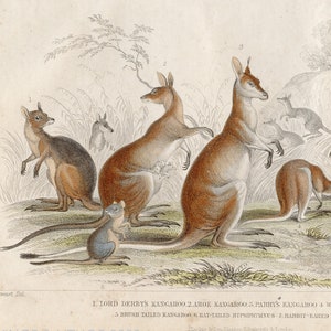 Kangaroo - Rare Original from  &quot;A History of the Earth, and Animated Nature&quot; Oliver Goldsmith 1840