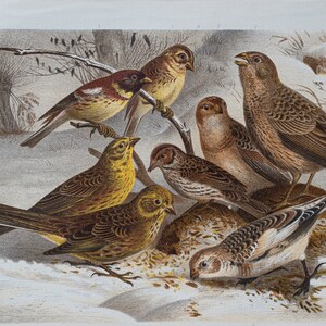 Bunting birds - Original Print Chromolithograph out of the book &quot;Die Vögel&quot; Alfred Brehm 1892.